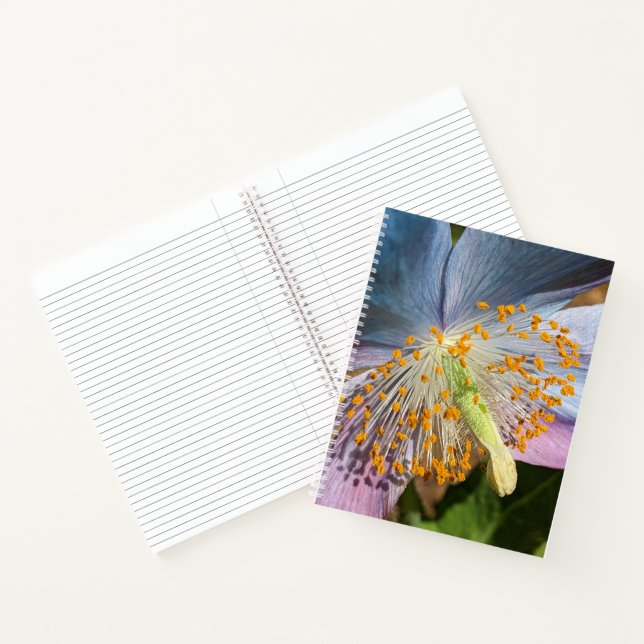 Carnet Fleur d'éclosion de Pavot Bleu de l'Himalaya (Intérieur)