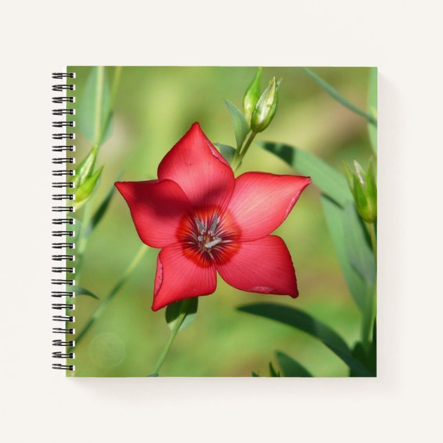 Carnet Fleur Étoile Rouge Feuillage Vert (Devant)
