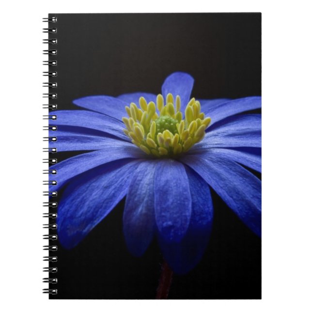 Carnet Fleur Gerbera Blue Daisy sur un arrière - plan noi (Devant)