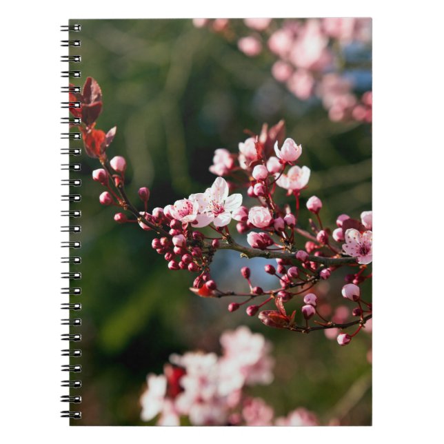 Carnet Fleur rose dans la lumière chaude de l'été (Devant)
