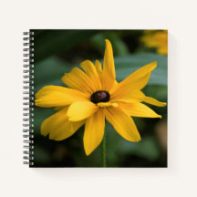 Fleur Rudbeckia jaune simple