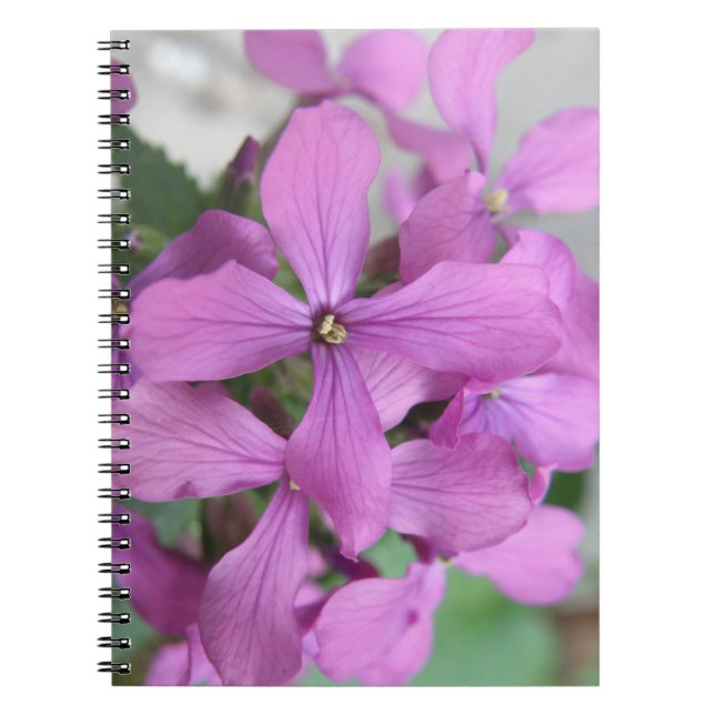 Carnet Fleur sauvage pourpre (Devant)