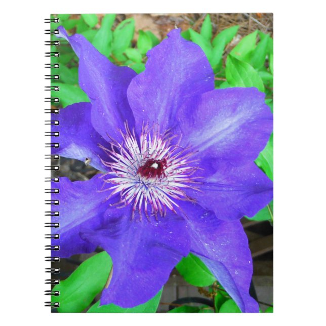 Carnet Fleur violette Clematis (Devant)