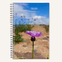 Fleur violette d'Arménie estivale