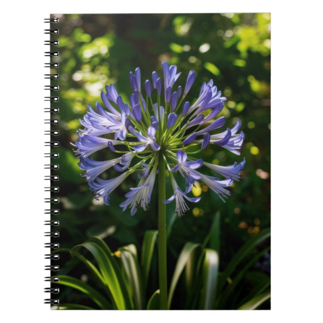 Carnet Fleurs bleu Agapanthus (Devant)