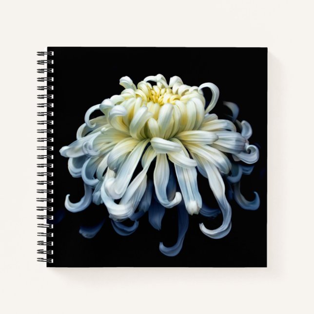 Carnet Fleurs | Chrysanthème blanc (Devant)