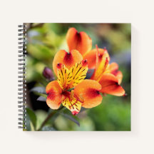 Fleurs d'alstroemeria rouge et orange