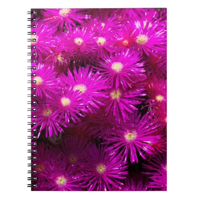 Carnet Fleurs d'aster rose (Devant)