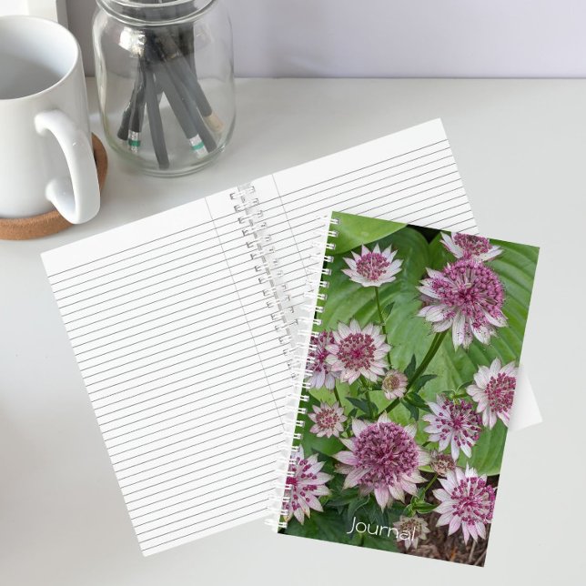 Carnet Fleurs d'Astrantia rose (In Situ)