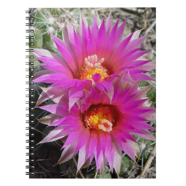 Carnet Fleurs de Cactus Boule F5 "Escobaria vivipara" (Devant)