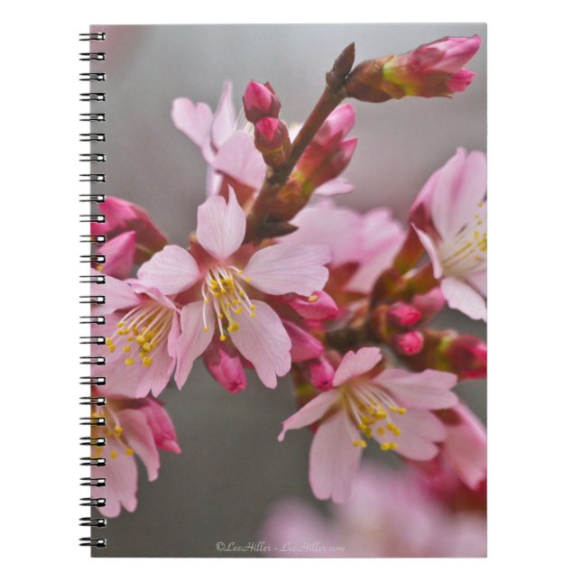 Carnet Fleurs de cerisier japonaises roses sur un ciel gr (Devant)