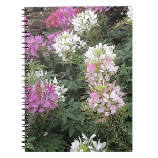 Carnet Fleurs de Clé rose et blanc (Devant)