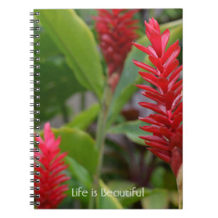Carnet Fleurs de gingembre rouge Kauai (ma photographie)