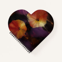 Fleurs de gloire du matin