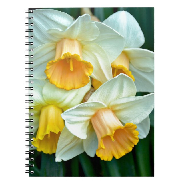 Carnet Fleurs de jonquilles jaunes (Devant)