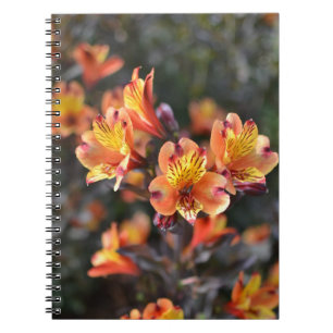 Carnet Fleurs de Lys péruviennes à RHS Garden Wisley