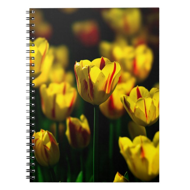 Carnet Fleurs de tulipe jaune (Devant)