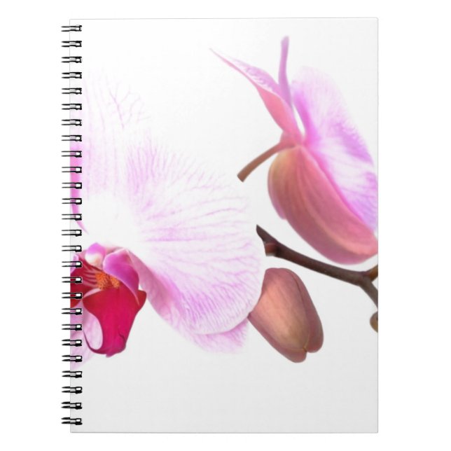 Carnet Fleurs d'orchidées aziza (Devant)