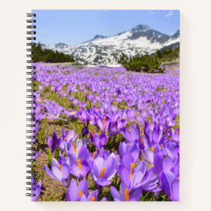 Carnet Fleurs   Parc de montagne de Crocus Pirin Bulgarie