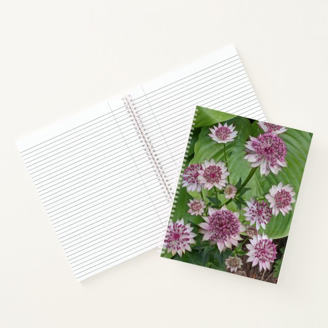 Carnet Fleurs roses d'Astrantia Floral (Intérieur)