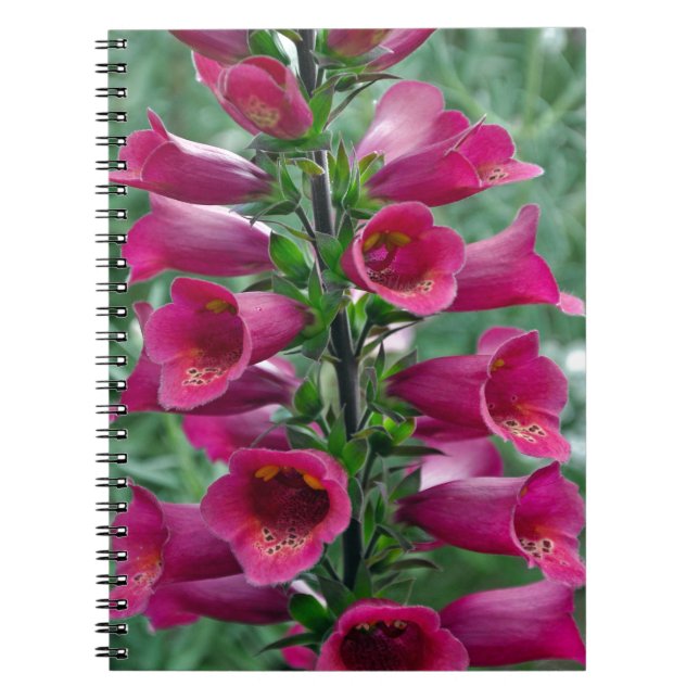 Carnet Fleurs roses de renard (Devant)