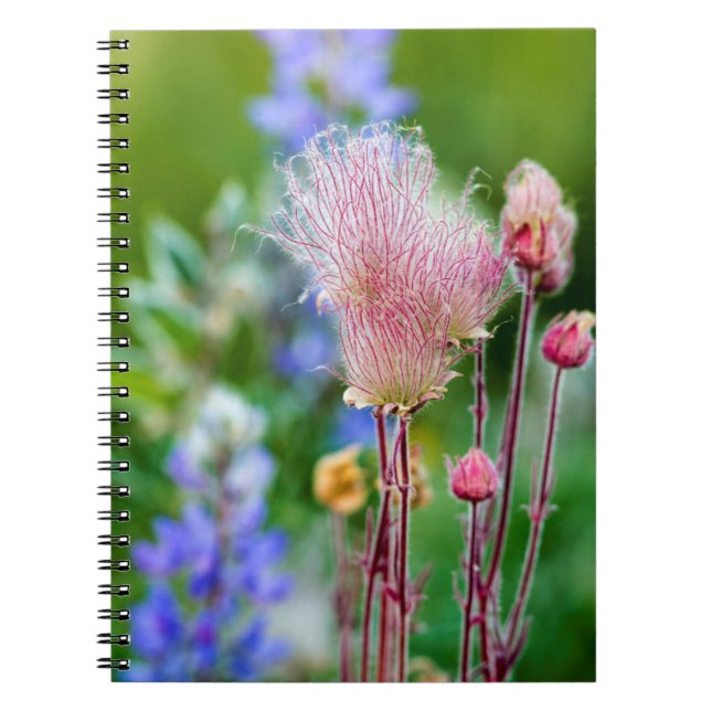 Carnet Fleurs sauvages de fumée des Prairies à Aspen Grov (Devant)