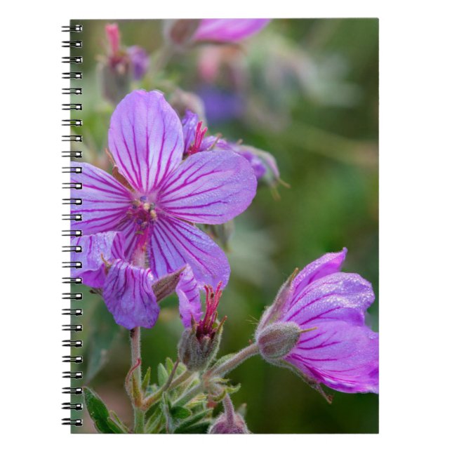 Carnet Fleurs sauvages de géranium collant (Devant)