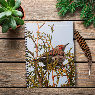 Carnet Flicker du Nord à feutre rouge mâle dans un arbre