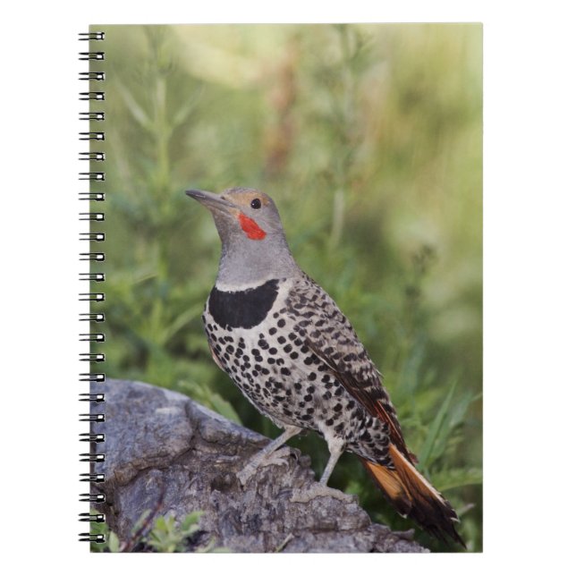 Carnet Flicker du Nord, ColMatiauratus, Red shafted (Devant)