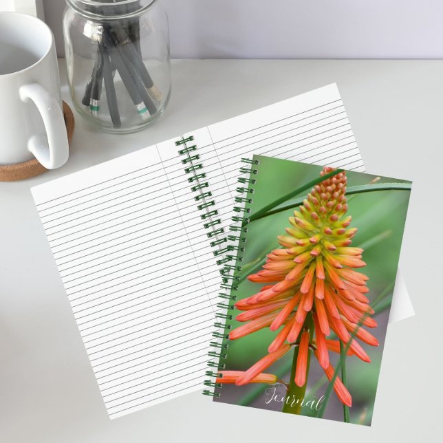 Carnet Floral de la floraison de la kniphofia orange (In Situ)