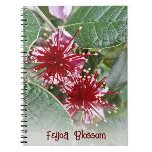 Carnet Floral Rouge néo-zélandais Feijoa Blossoms