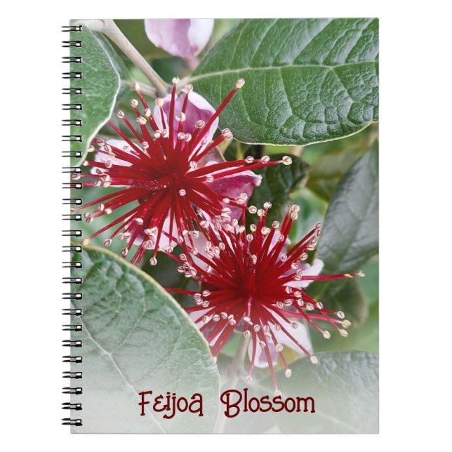 Carnet Floral Rouge néo-zélandais Feijoa Blossoms (Devant)
