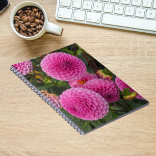 Carnet Flore de boule rose Dahlias