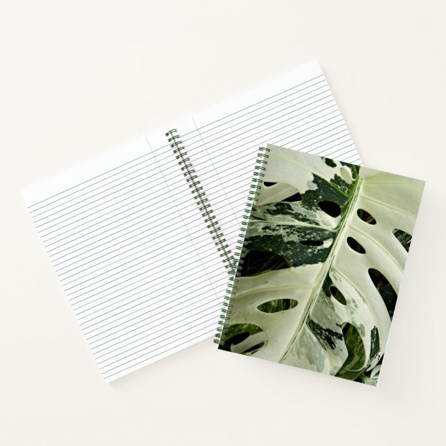 Carnet Flore Plante de Monstera variable (Intérieur)