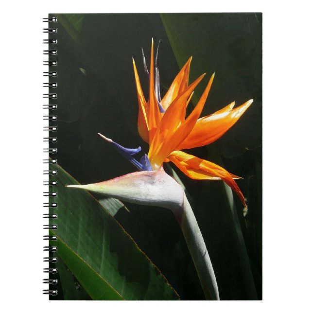 Carnet Flower tropical orange paradise (Devant)