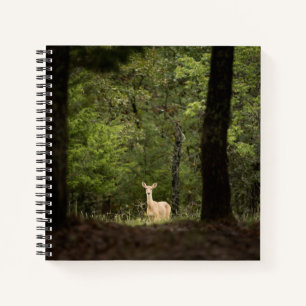Carnet Forest A White Tailed Deer in the Woods