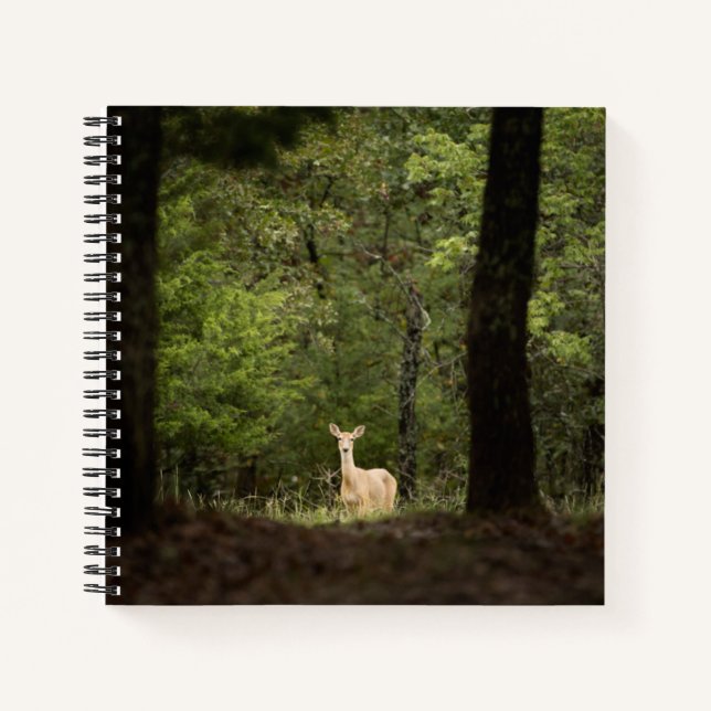 Carnet Forest | A White Tailed Deer in the Woods (Devant)
