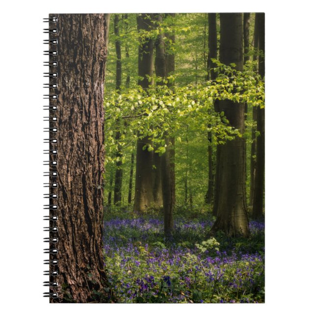 Carnet Forest | Bluebells en Belgique (Devant)