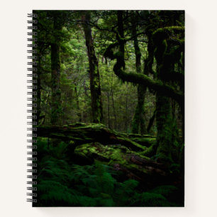 Carnet Forests Routeburn Track Fiordland National Park