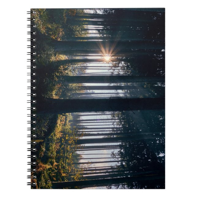 Carnet Forêt, arbres, soleil (Devant)