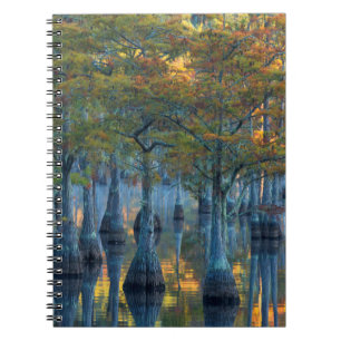 Carnet Forêt de cyprès de bassin