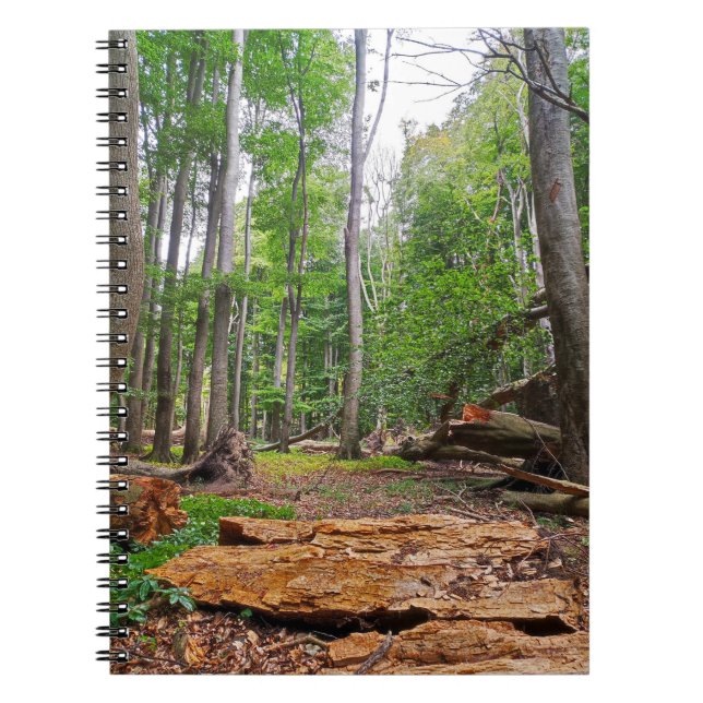 Carnet Forêt de hêtres relaxante (Devant)