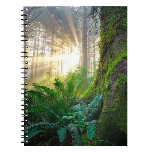 Carnet Forêt de la côte pacifique, Oregon (Devant)