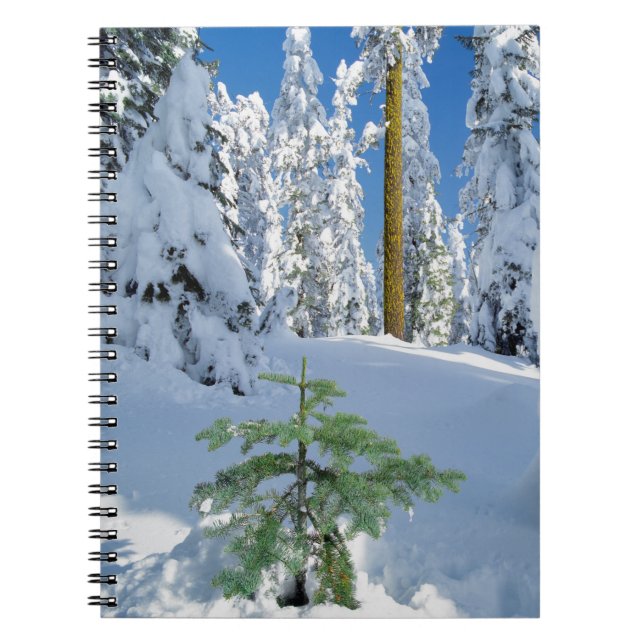 Carnet Forêt enneigée en Oregon (Devant)