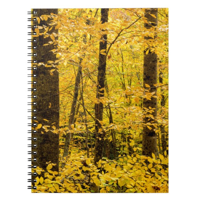 Carnet Forêt nationale de Pisgah en automne (Devant)