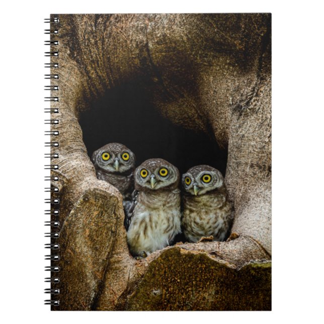 Carnet Forêt | Trois Chouettes (Devant)
