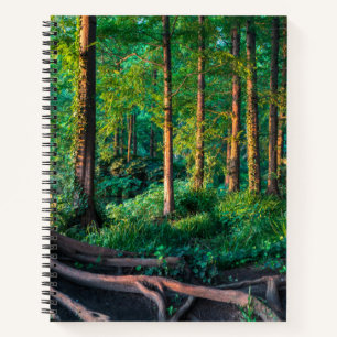 Carnet Forêt Végétation et forêt