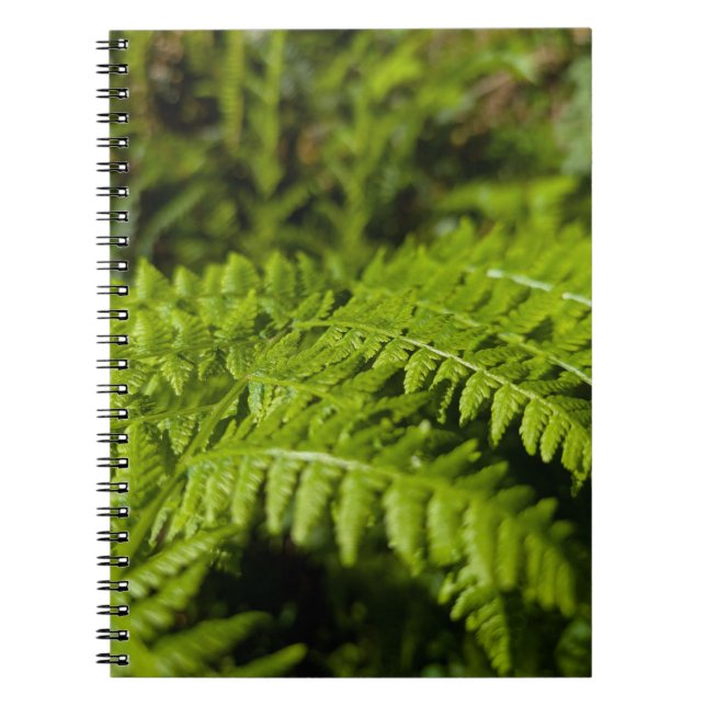 Carnet fouine (Devant)