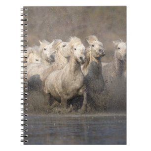 Carnet France, Provence. Chevaux blancs de Camargue en li