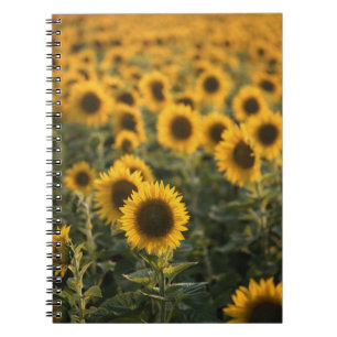 Carnet France, Vaucluse, champ de tournesols